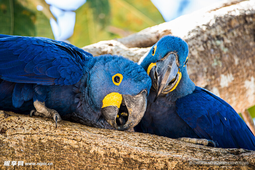 亲密依偎的蓝色金刚鹦鹉