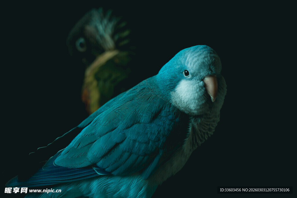 蓝色鹦鹉特写