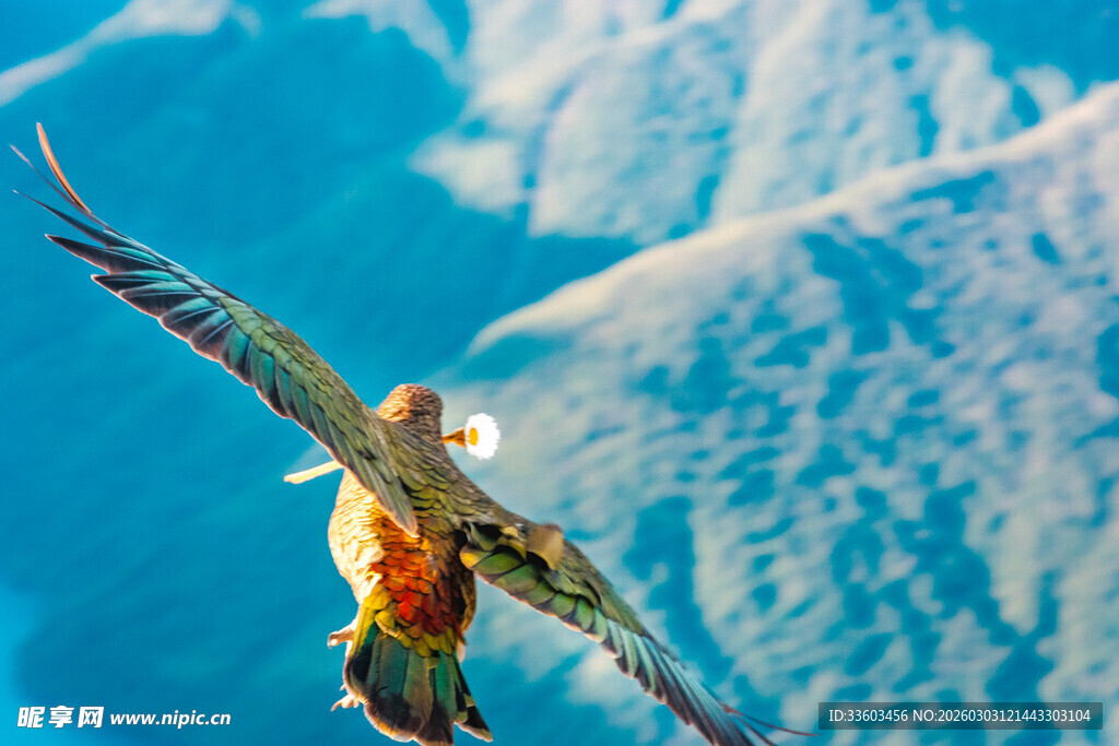 翱翔蓝天的五彩雄鹰