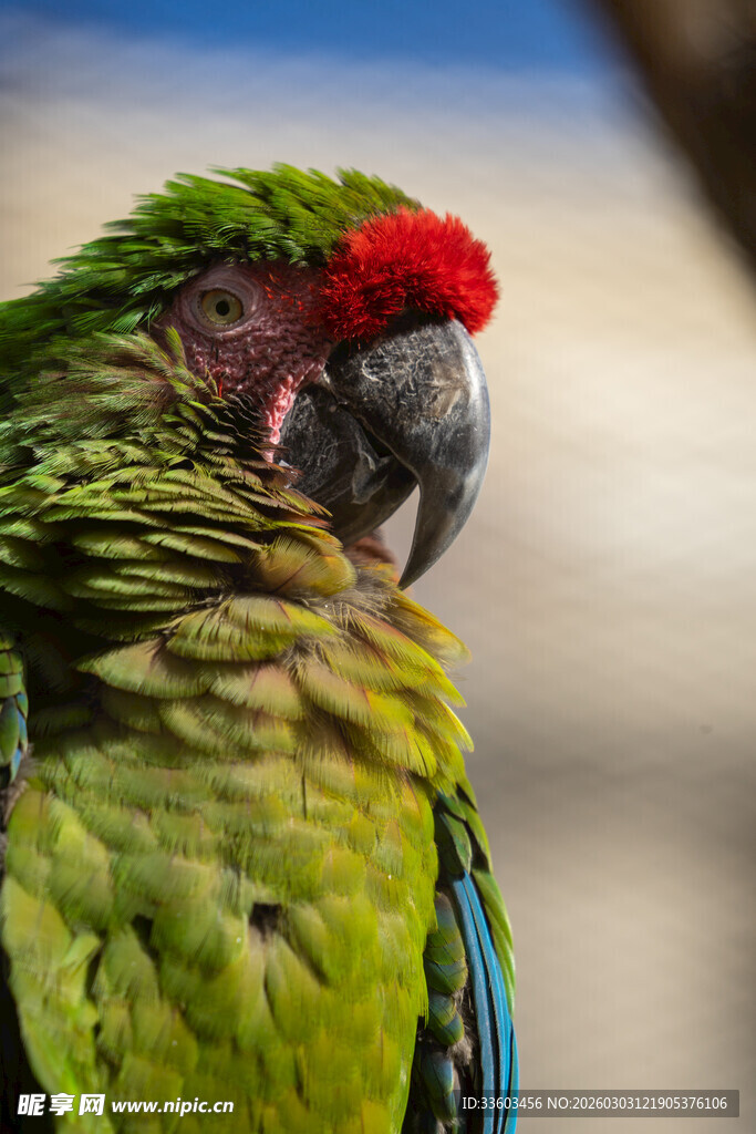 绿羽红冠鹦鹉特写