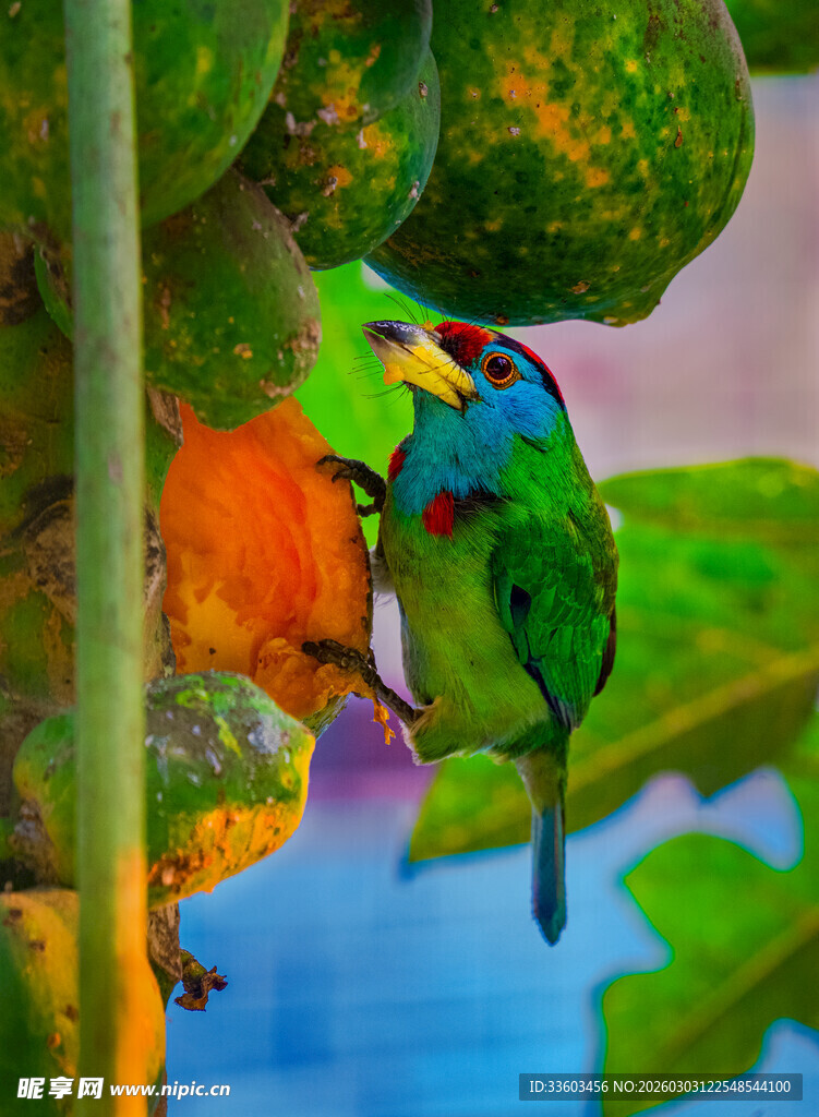 多彩鸟儿栖息绿叶间