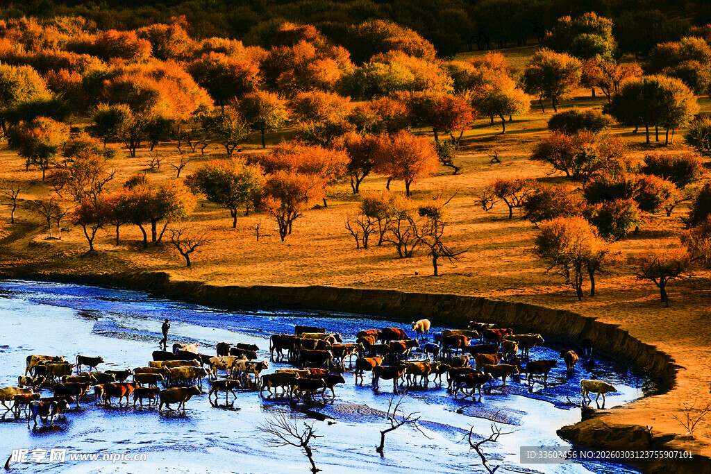 非洲草原动物河畔饮水景
