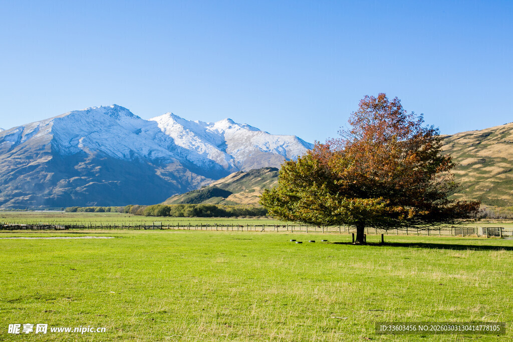 草原孤树与远处雪山美景