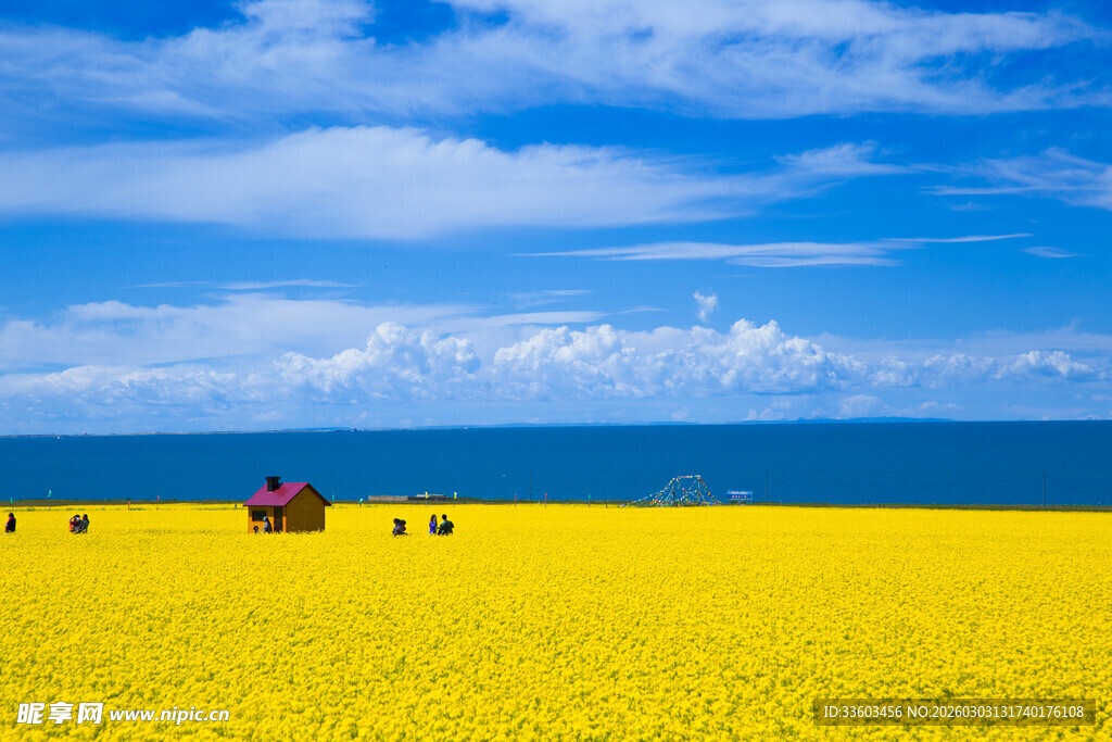 金黄花海中的红色拖拉机