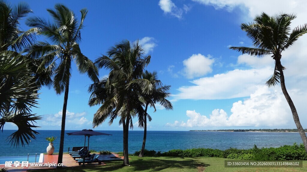 海边椰林美景