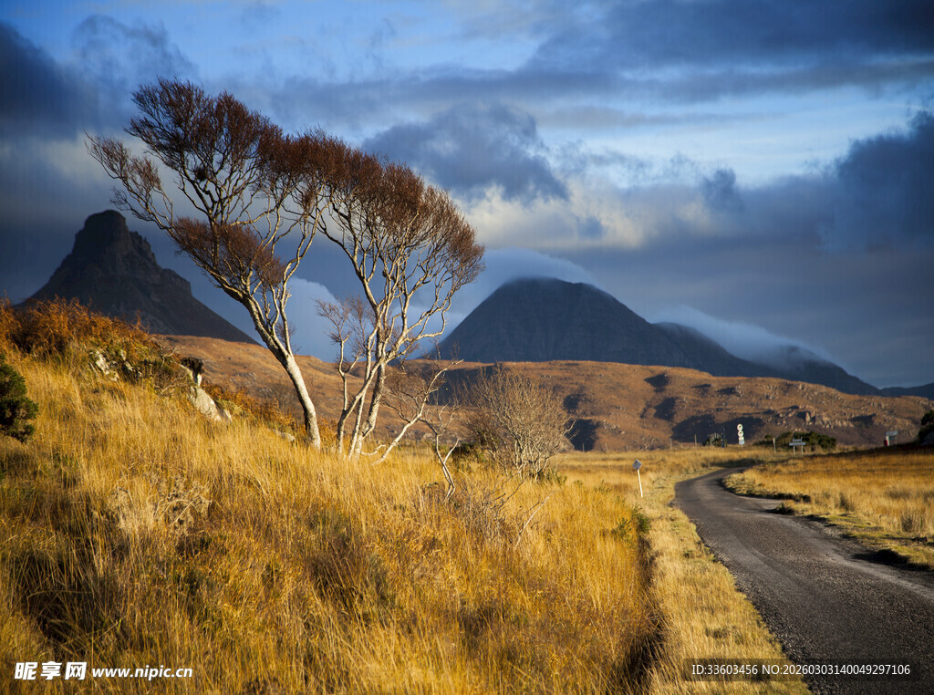 山间公路旁的孤树风景