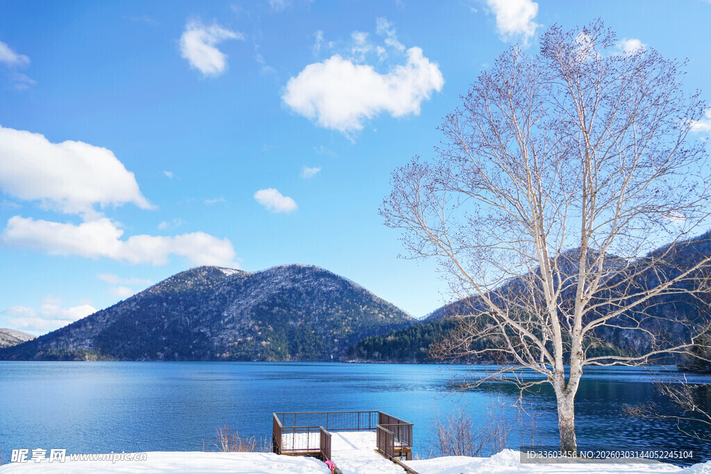 冬日湖畔雪景与枯树