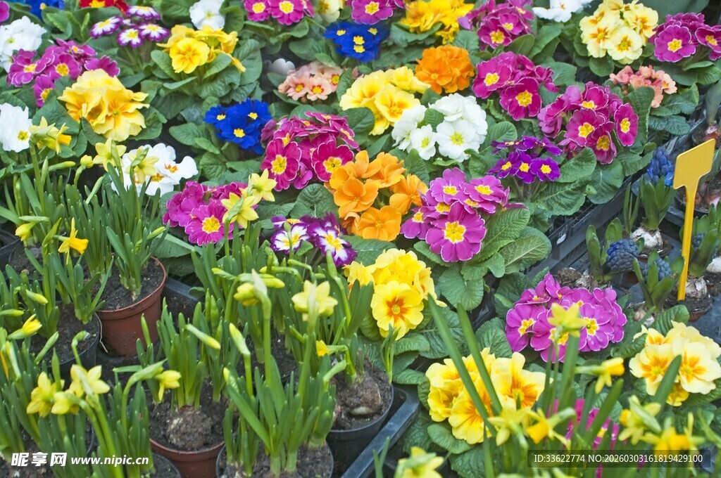 多彩花卉绽放生机