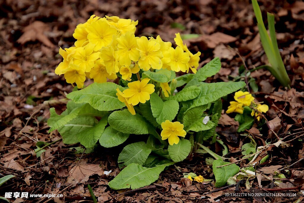 黄色小花绽放于地面