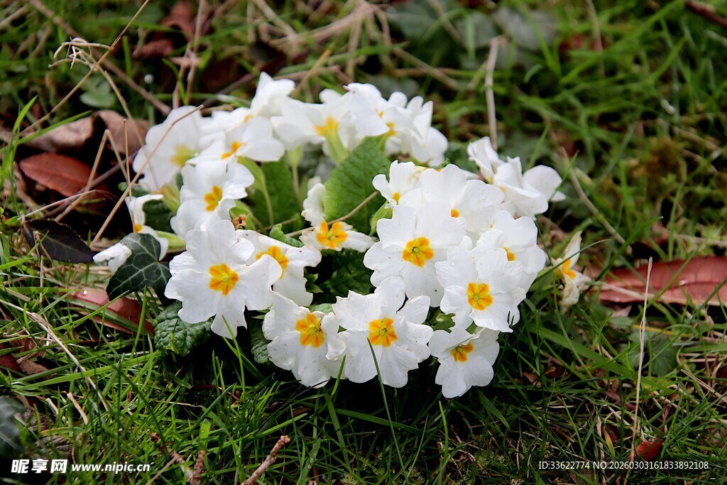 草地上的白色小花
