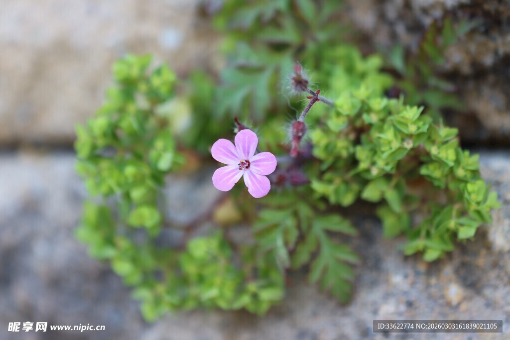 石缝中的粉色小花