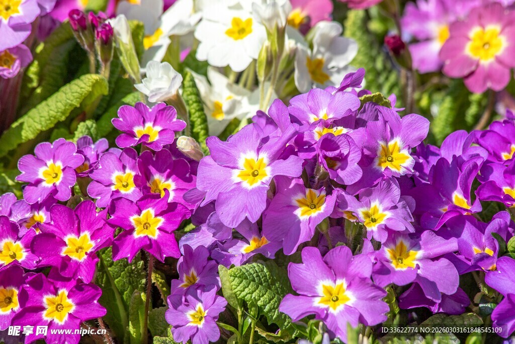 缤纷报春花绽放多彩世界