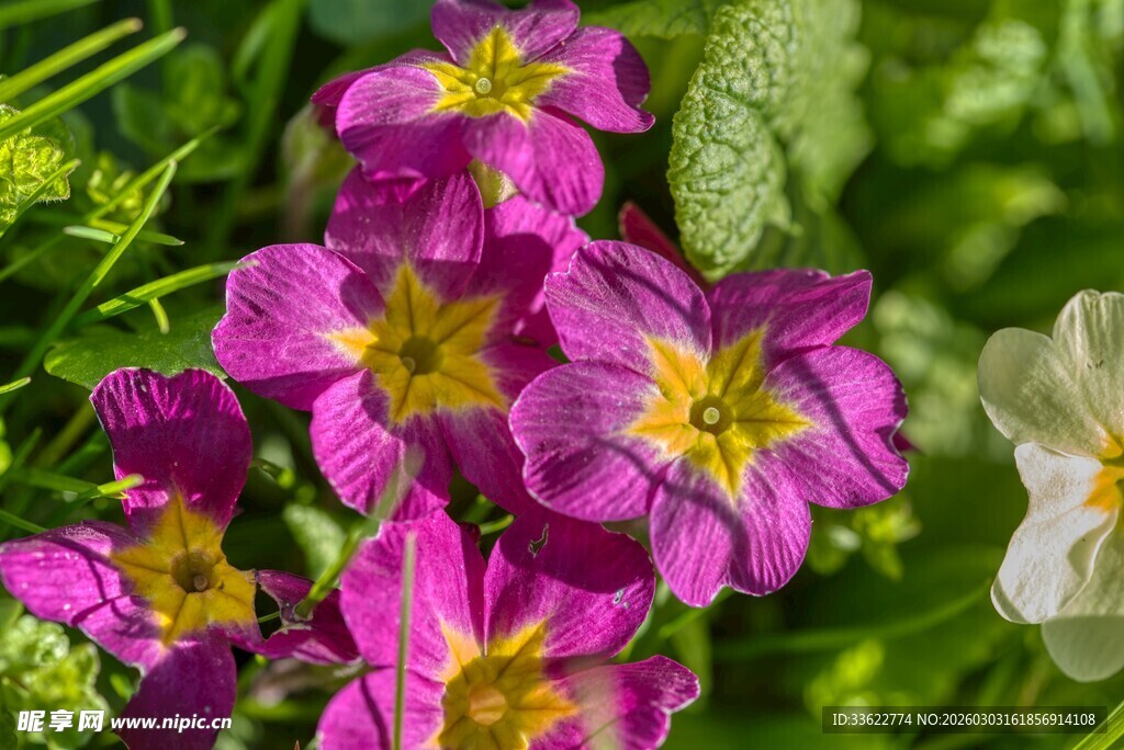 多彩娇艳花朵绽放