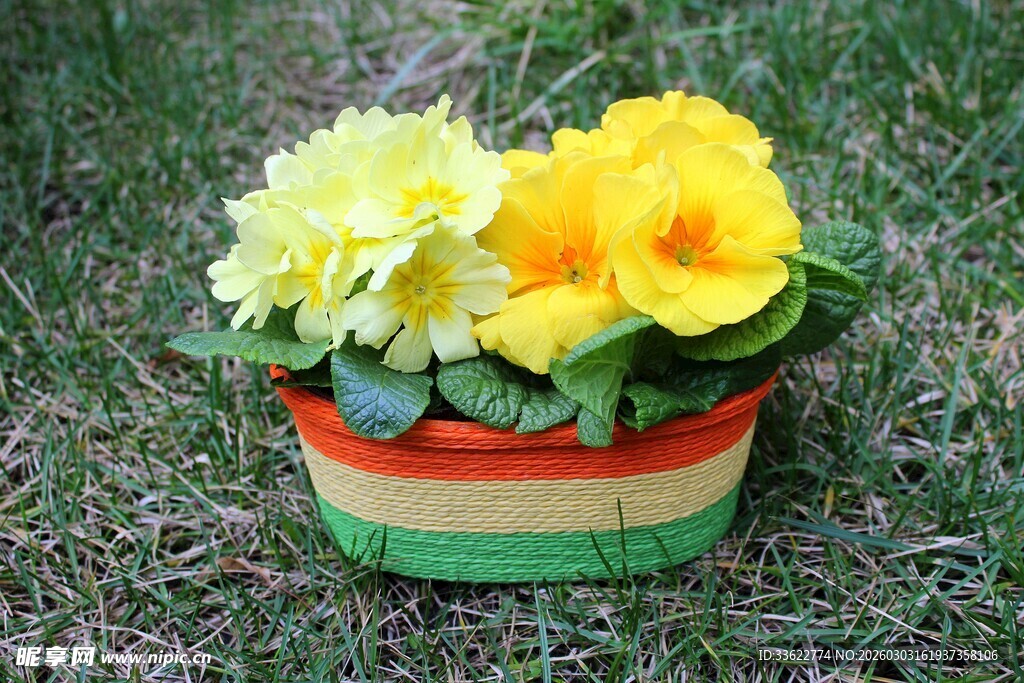 彩篮中的黄白娇艳花卉