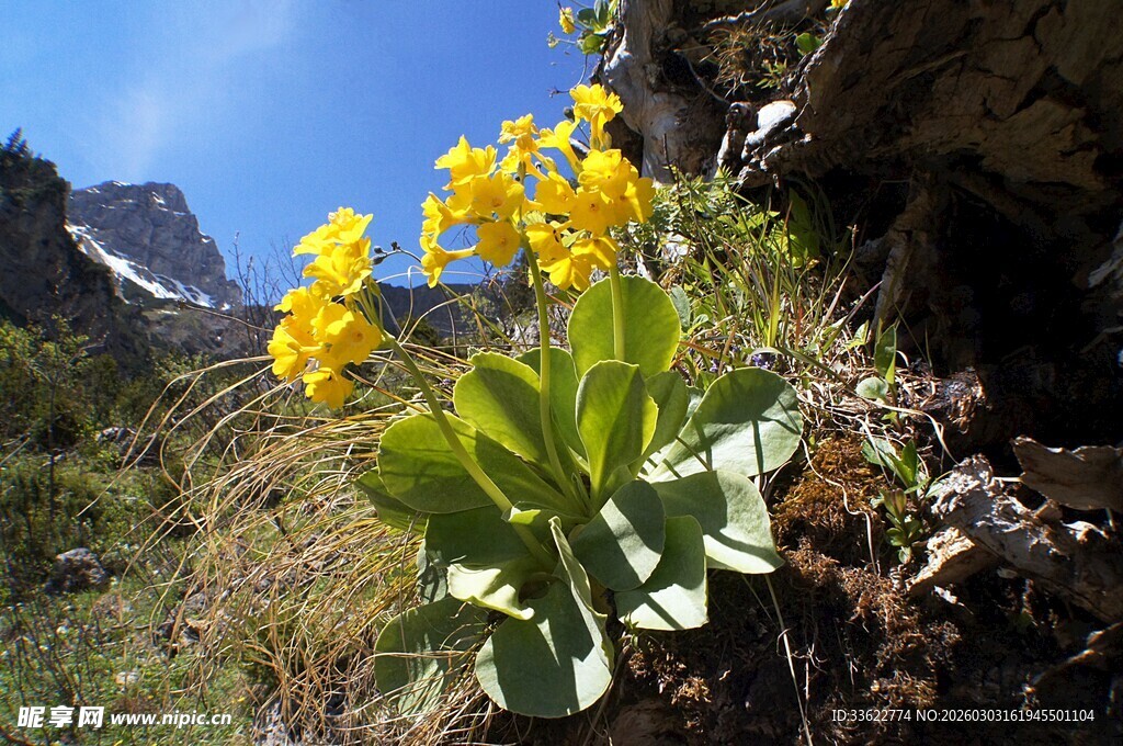 山间绽放的黄色野花