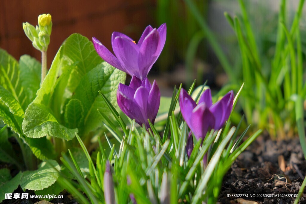 紫色番红花绽放于绿意间