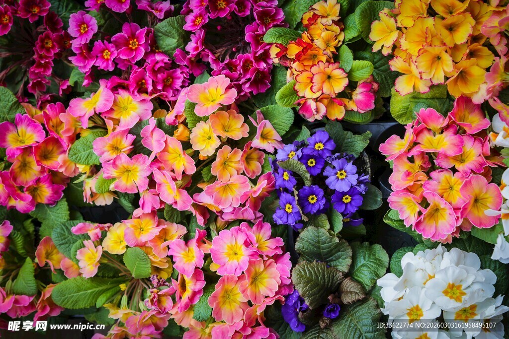 多彩缤纷花卉绽放