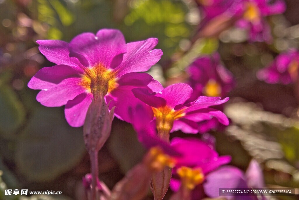 娇艳绽放的紫色报春花