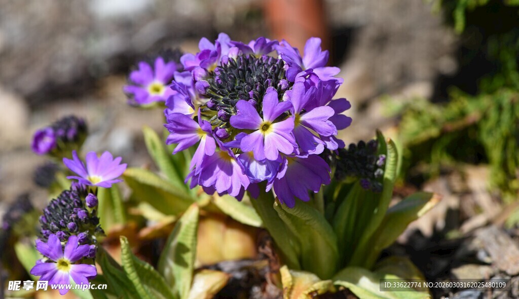 紫色小花绽放生机