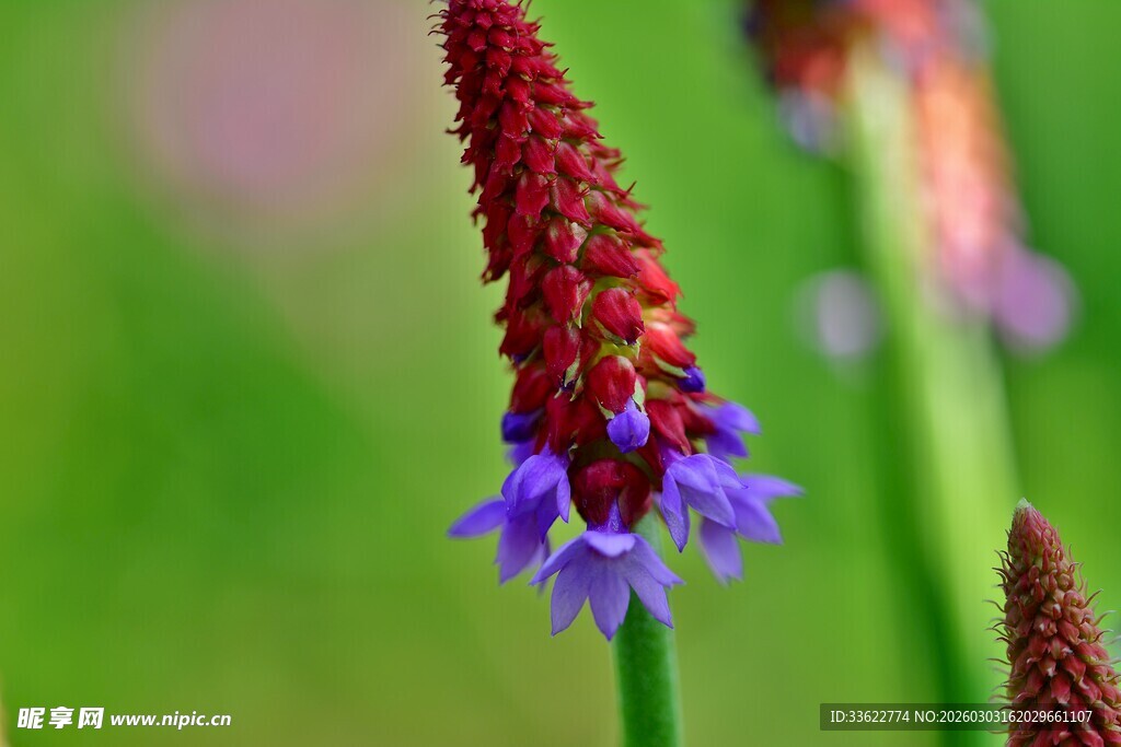 紫色穗状小花特写