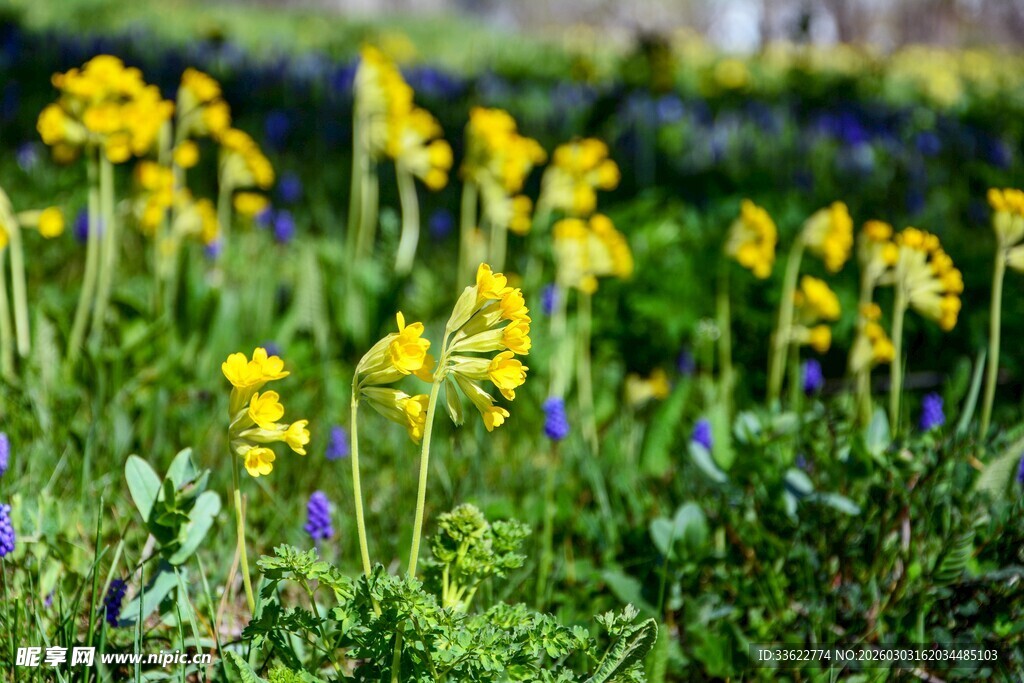 春日黄花绽放的烂漫景致