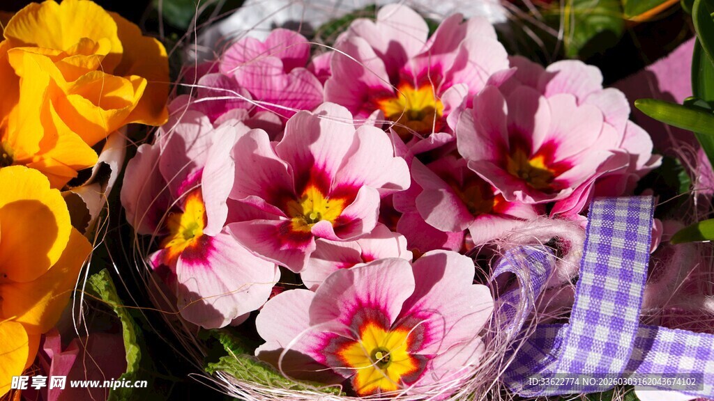 多彩盆栽花卉娇艳绽放