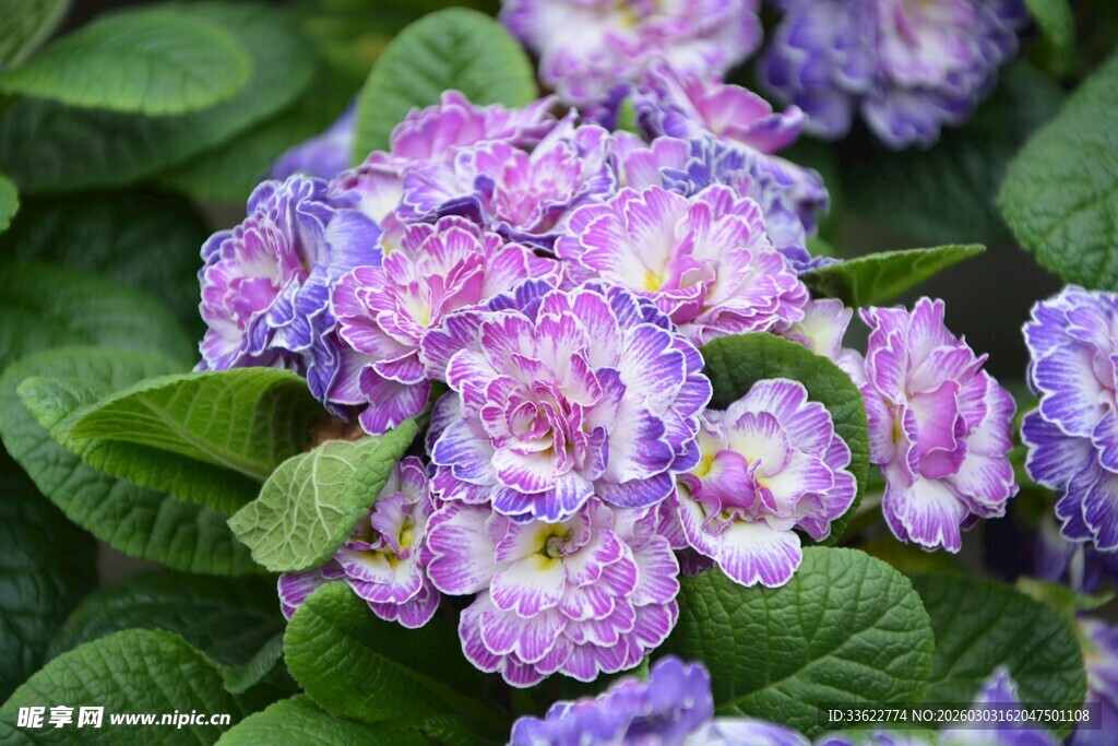 紫色绣球花绽放