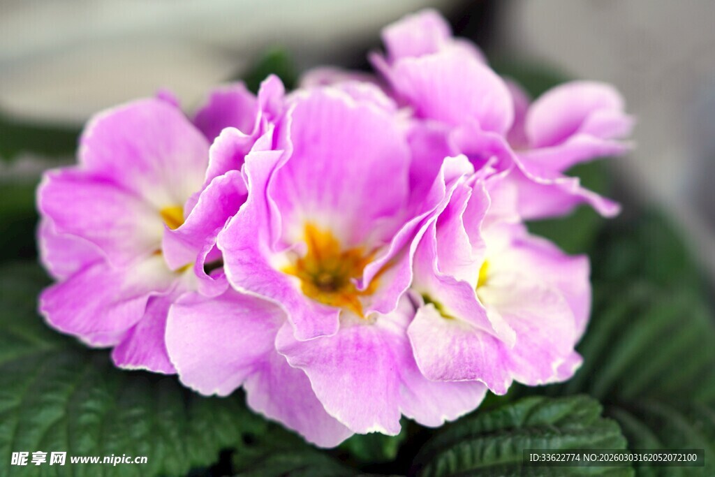 娇艳粉色报春花绽放