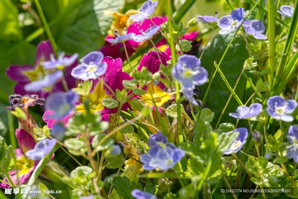 多彩野花绽放于草丛间