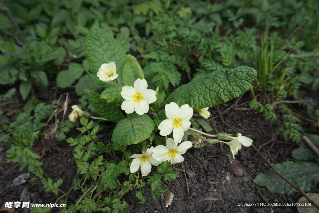 春日绽放的美丽报春花