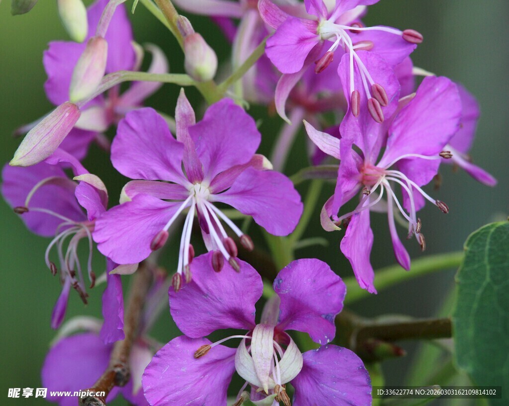 紫色美丽野花绽放