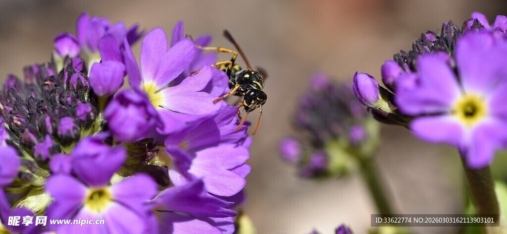 紫花上的蜜蜂