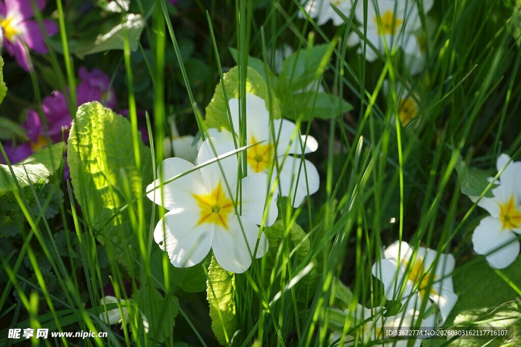 春日绽放的白色野花