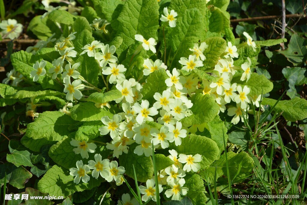 绽放的黄色报春花