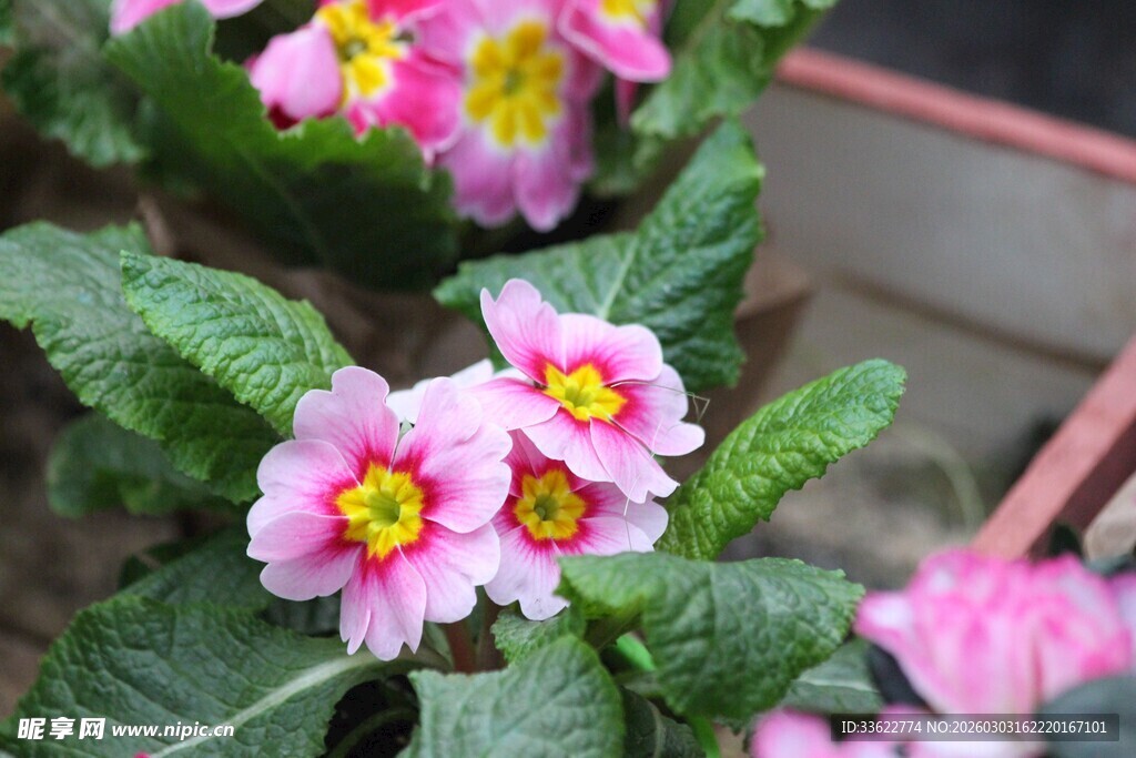 娇艳报春花绽放