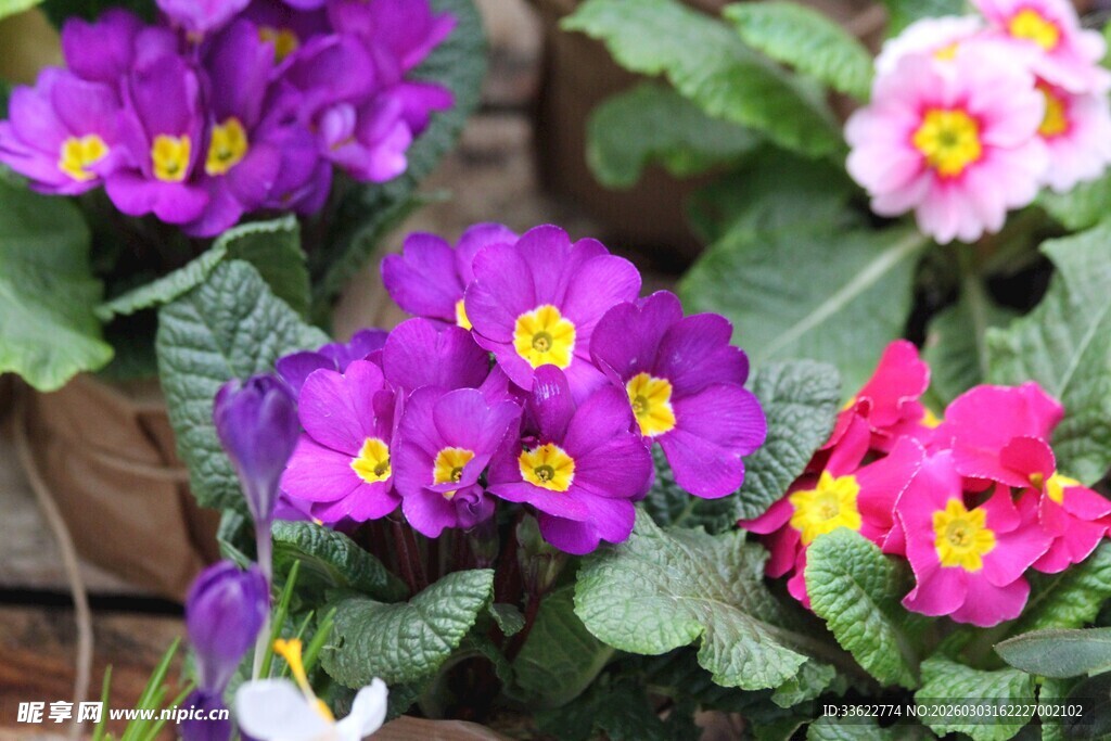 多彩报春花绽放生机