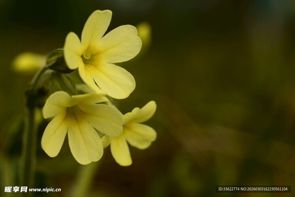 黄色小花绽放于自然间
