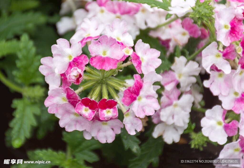 粉白相间美女樱绽放