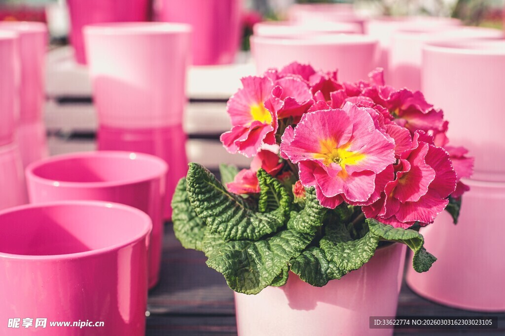 粉色花盆中的艳丽花卉
