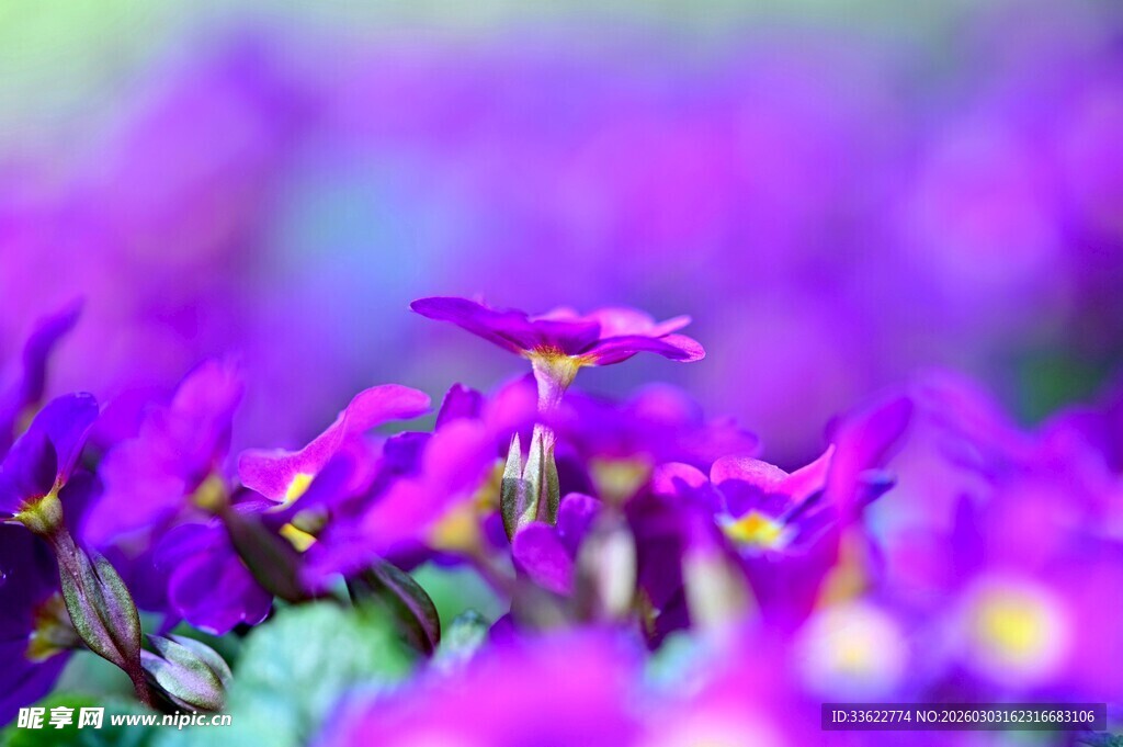 紫色烂漫小花绽放