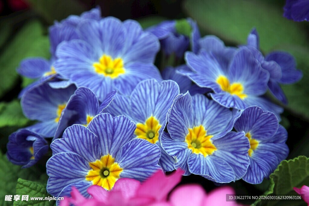 蓝紫小花绽放绿叶间