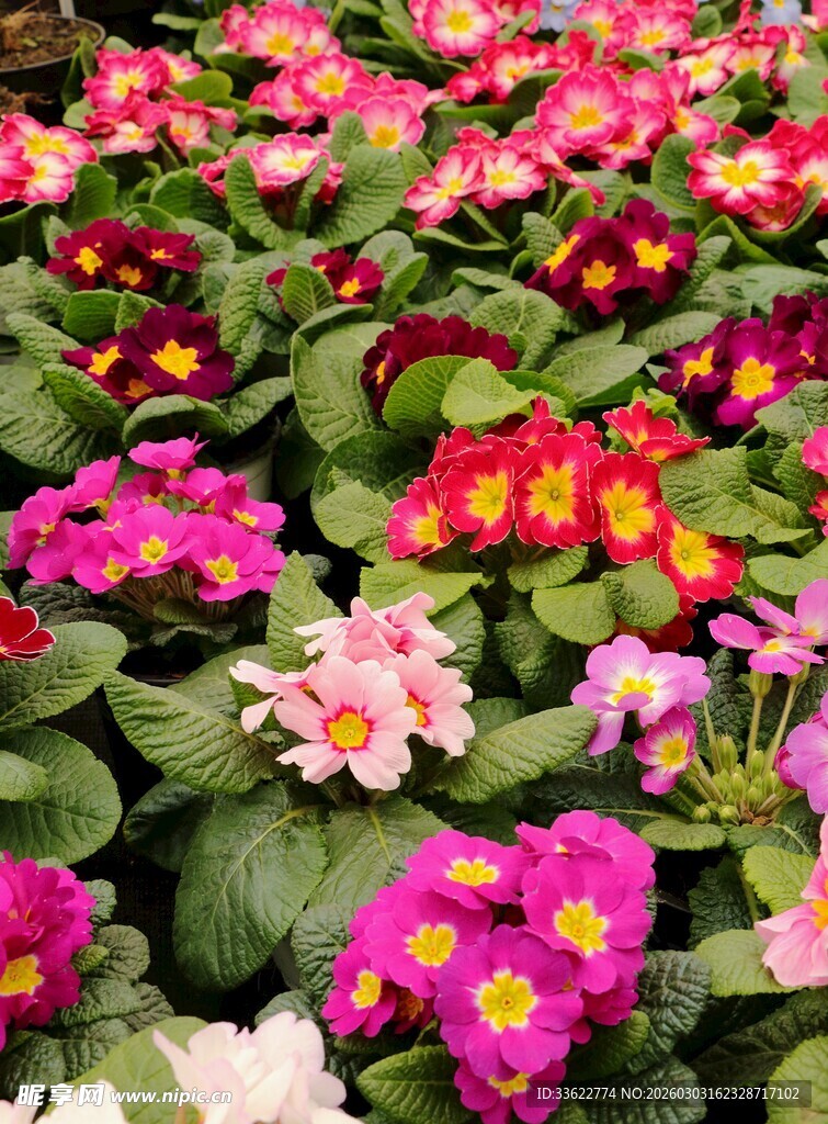 多彩报春花绽放