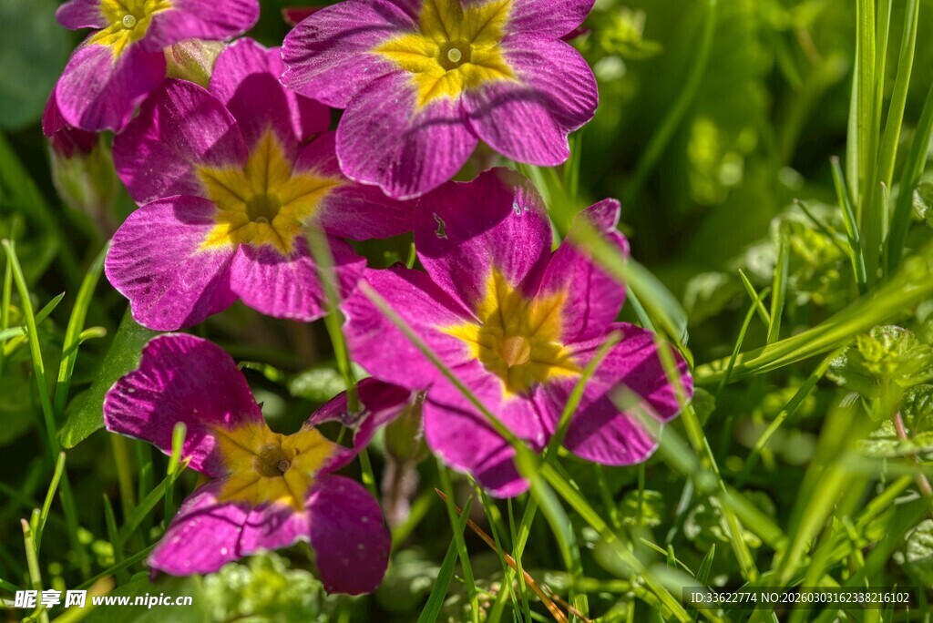 艳丽紫花绽放于绿野间