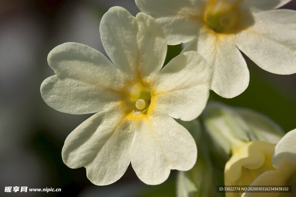 白色报春花特写