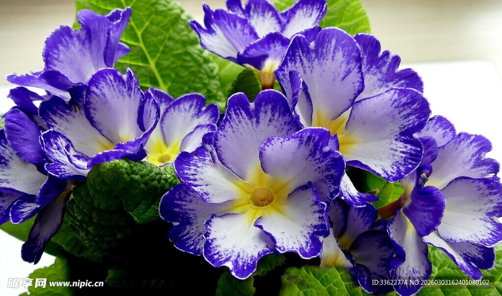 蓝紫色报春花绽放