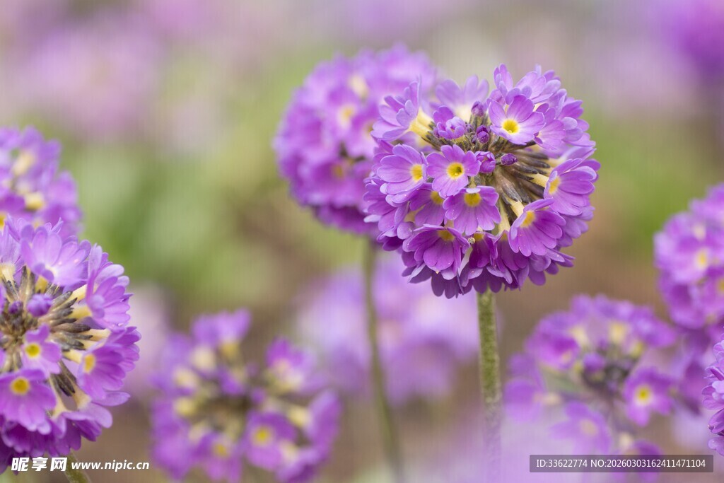 紫色繁花绽放的美丽景致