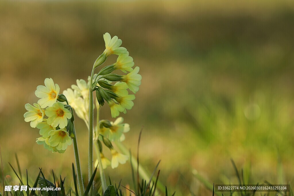 春日绽放的黄色报春花
