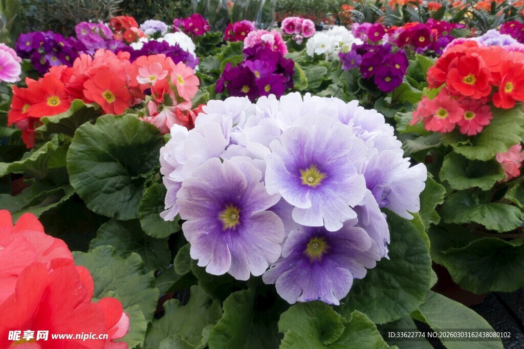 多彩矮牵牛绽放美丽