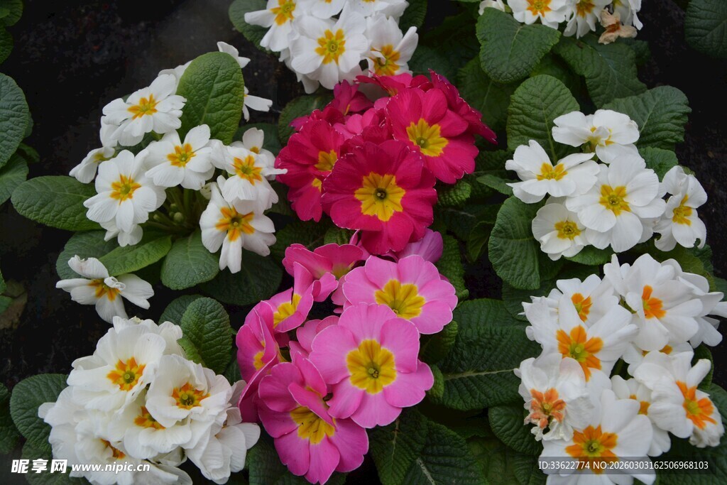 多彩报春花绽放