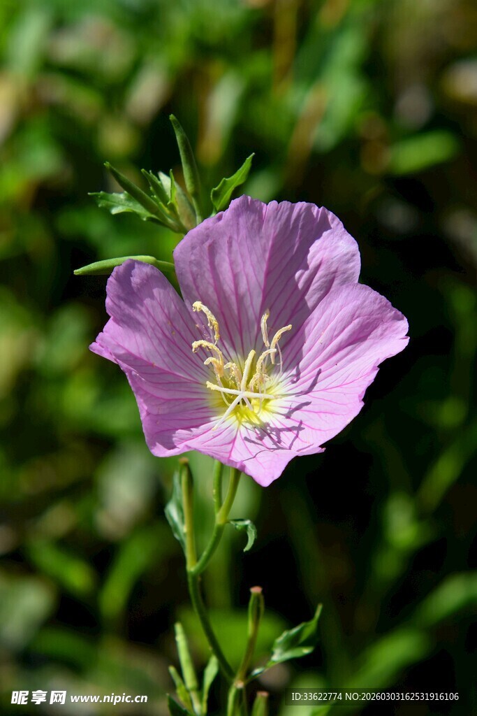 紫色美丽月见草特写